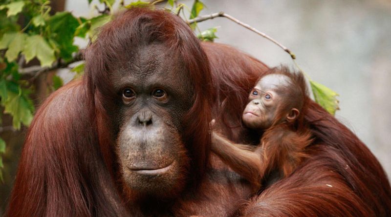 Orangutan