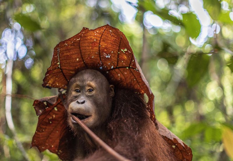 Orangutans Using Leaves