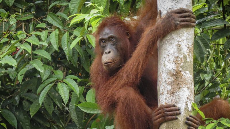 Orangutans and Future Planning