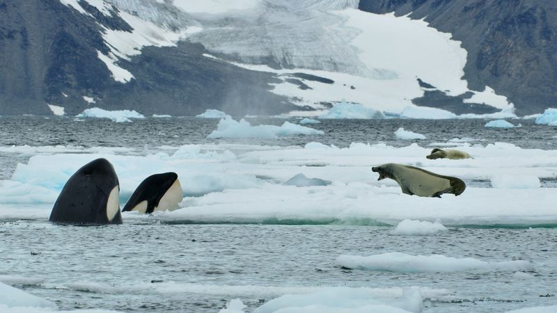 Orca