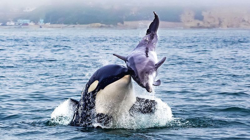 Orca
