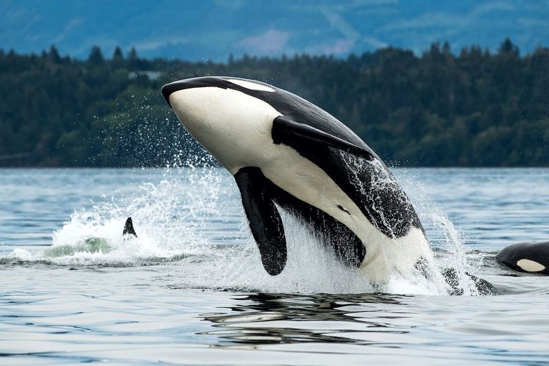 Orca
