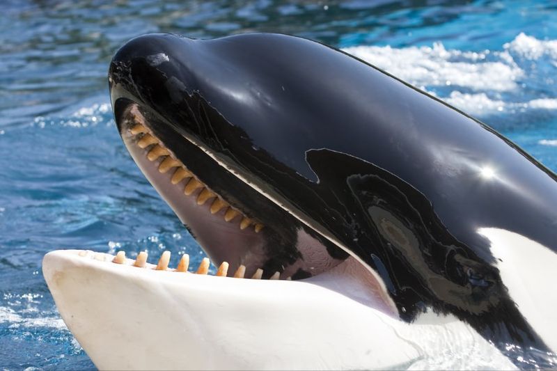 Orca