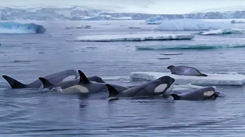 Orca