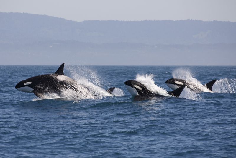 Orca