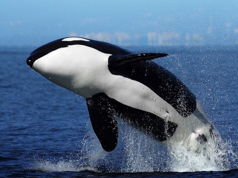 Orca (Killer Whale)