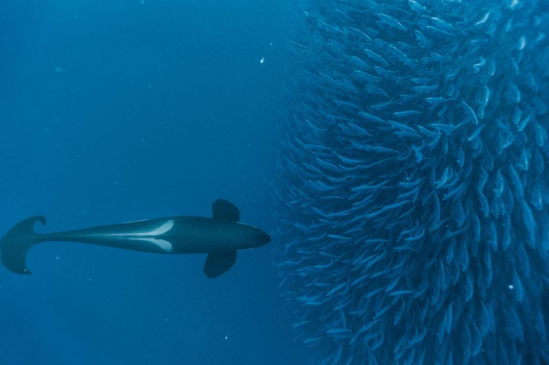 Orcas: Apex Predators