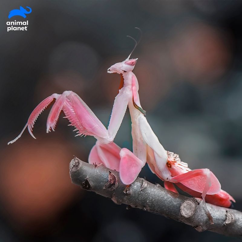 Orchid Mantis