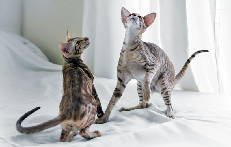 Oriental Shorthair