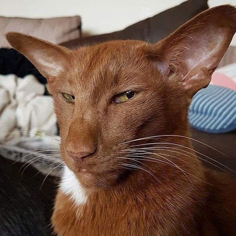 Oriental Shorthair