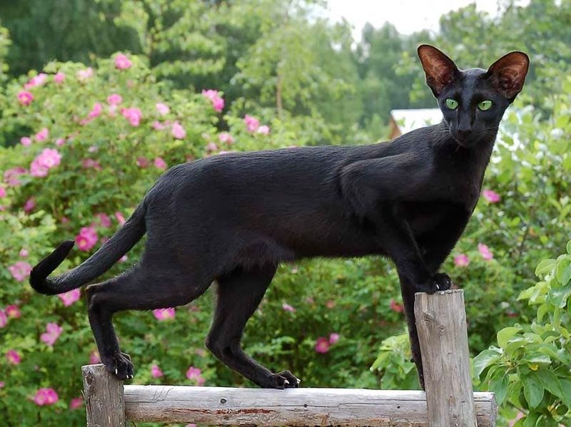 Oriental Shorthair