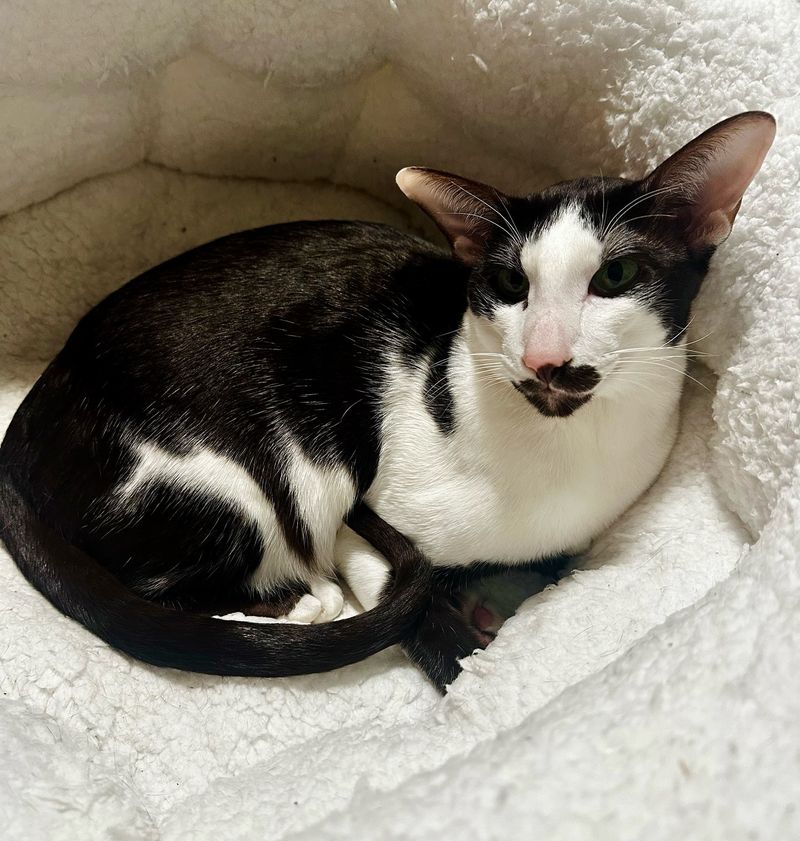 Oriental Shorthair