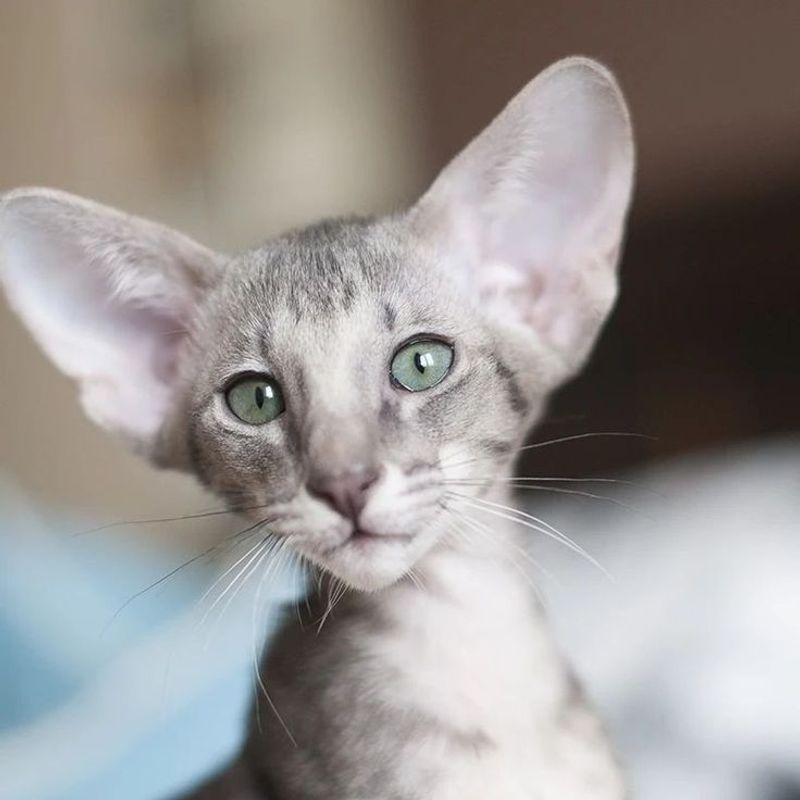Oriental Shorthair