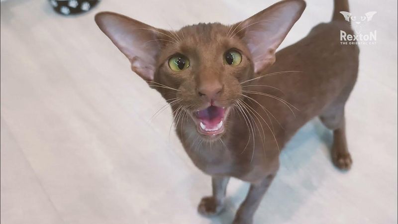Oriental Shorthair