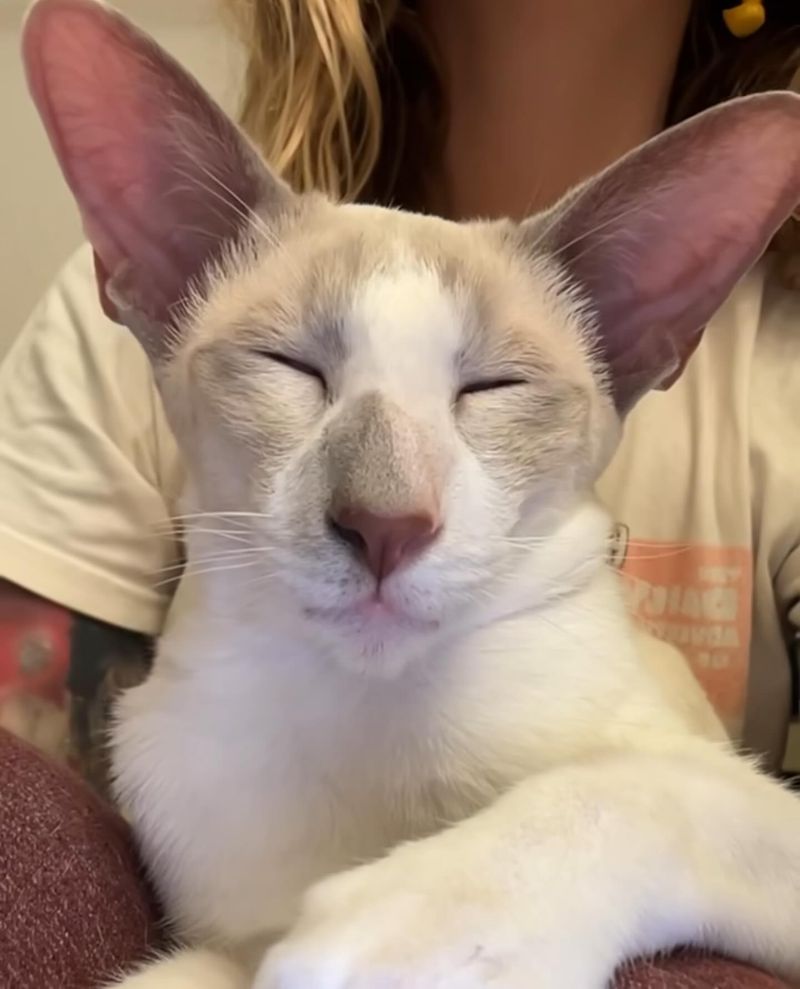 Oriental Shorthair
