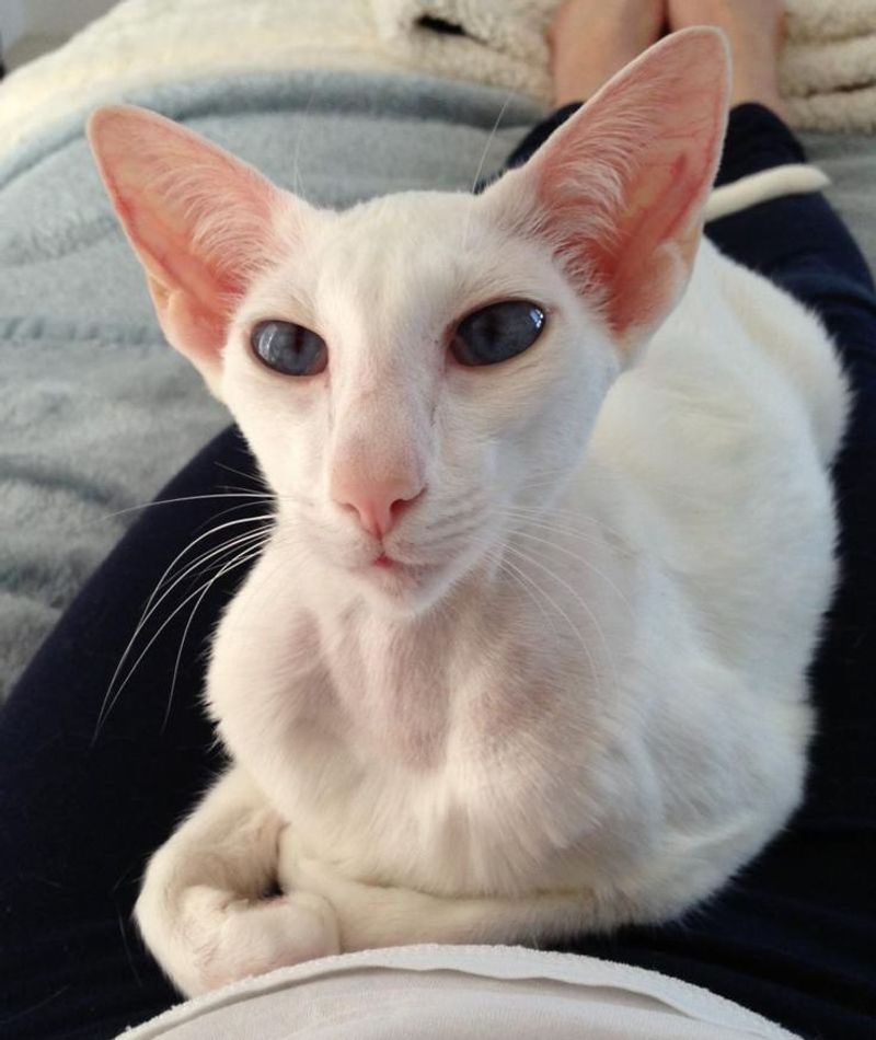 Oriental Shorthair