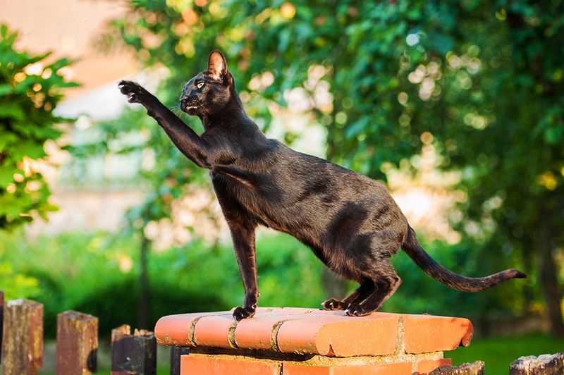 Oriental Shorthair