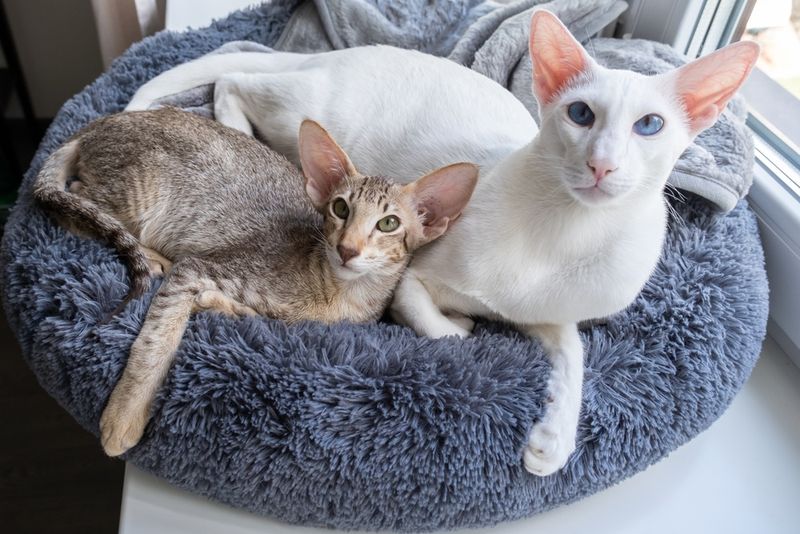 Oriental Shorthair Cat