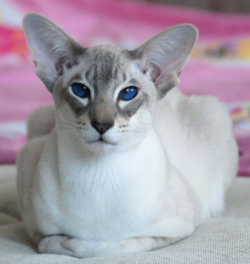 Oriental Shorthair - Gizmo
