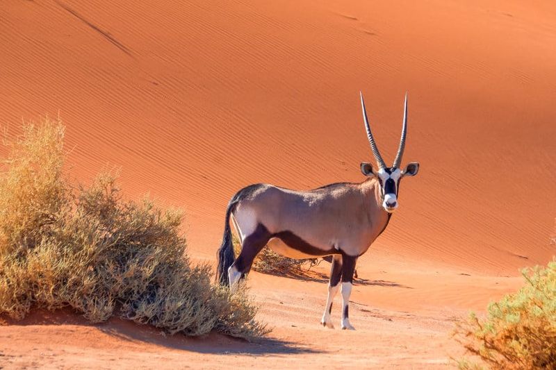 Oryx