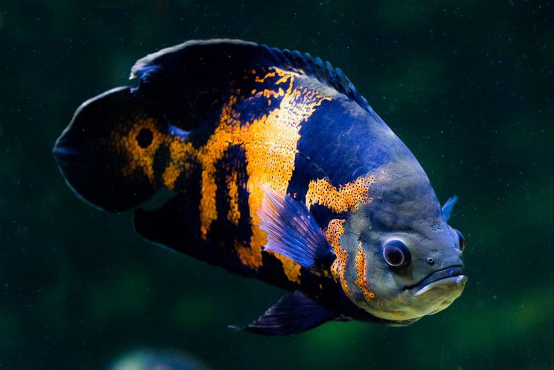 Oscar Fish