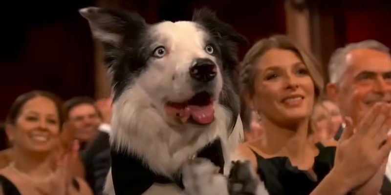 Oscar, the Canine Actor