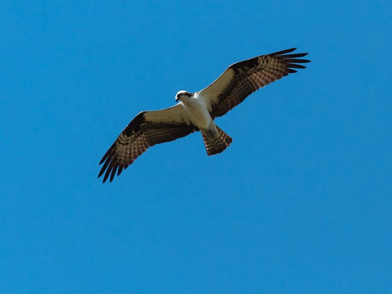 Osprey