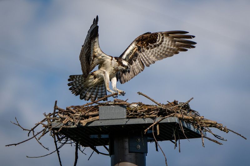 Osprey
