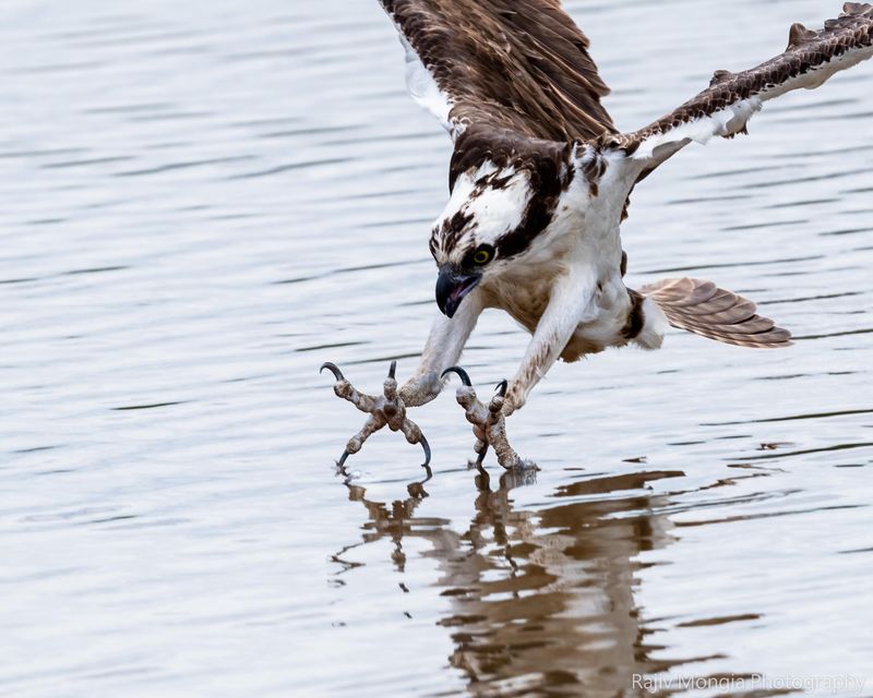 Osprey