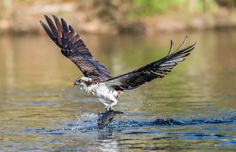 Osprey