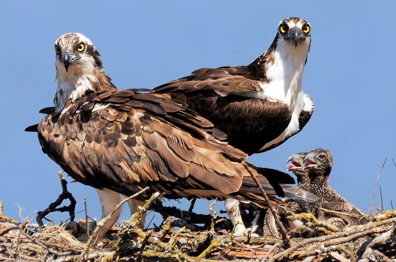 Osprey