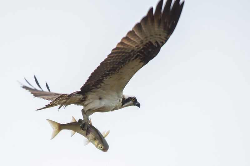Osprey