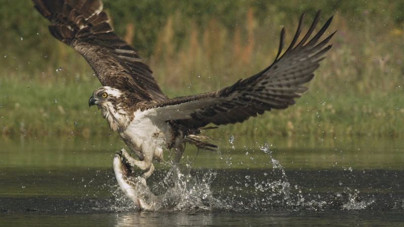 Osprey
