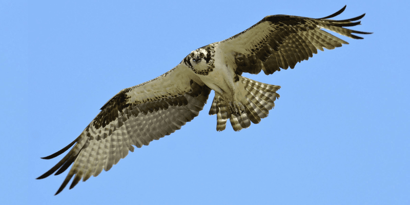Osprey