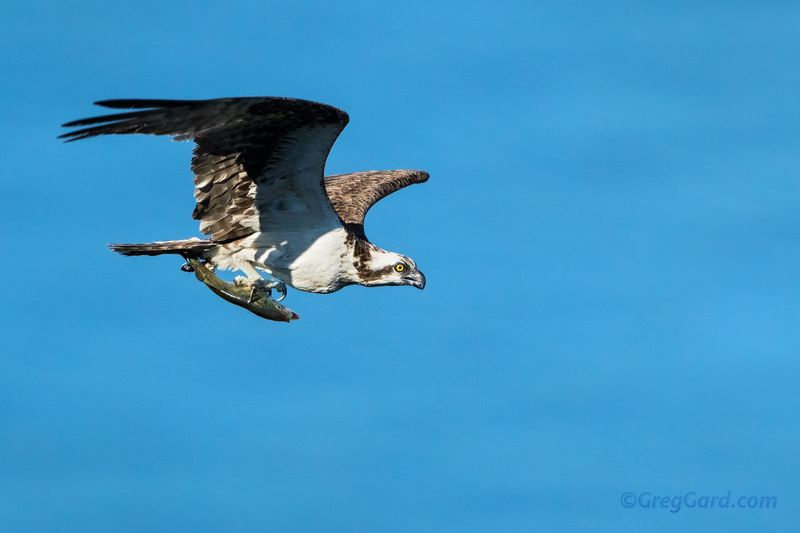 Ospreys