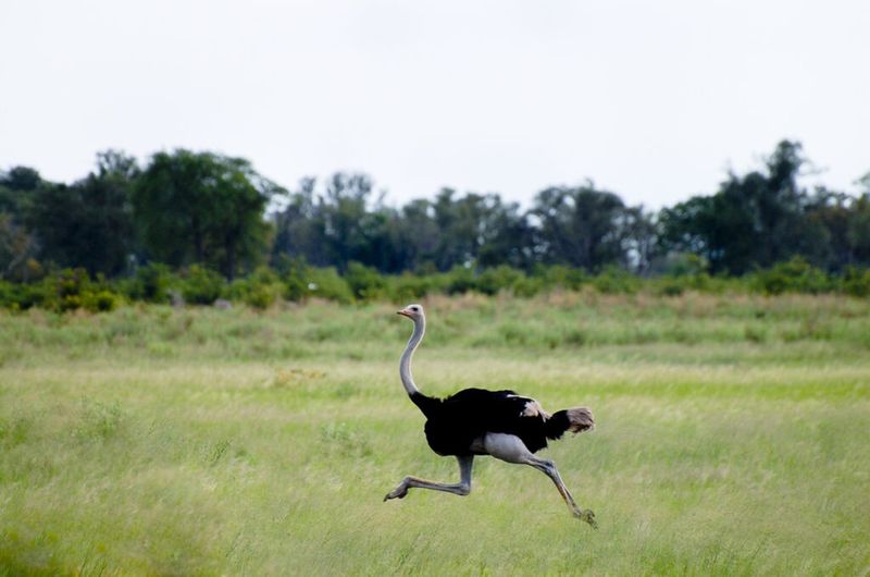 Ostrich