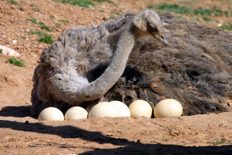 Ostrich