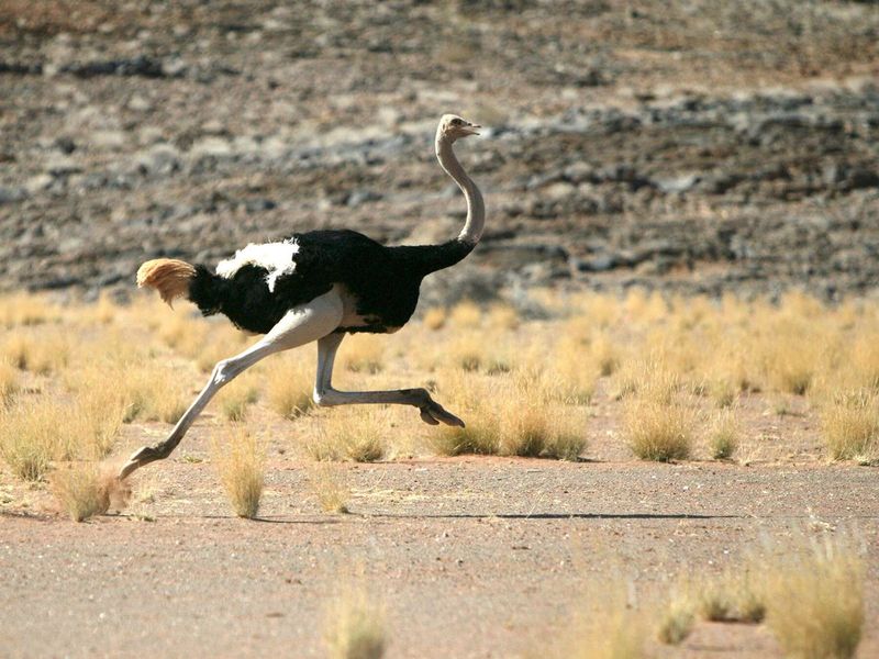 Ostrich Speed