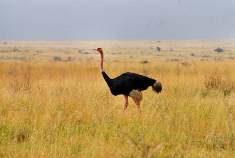 Ostrich