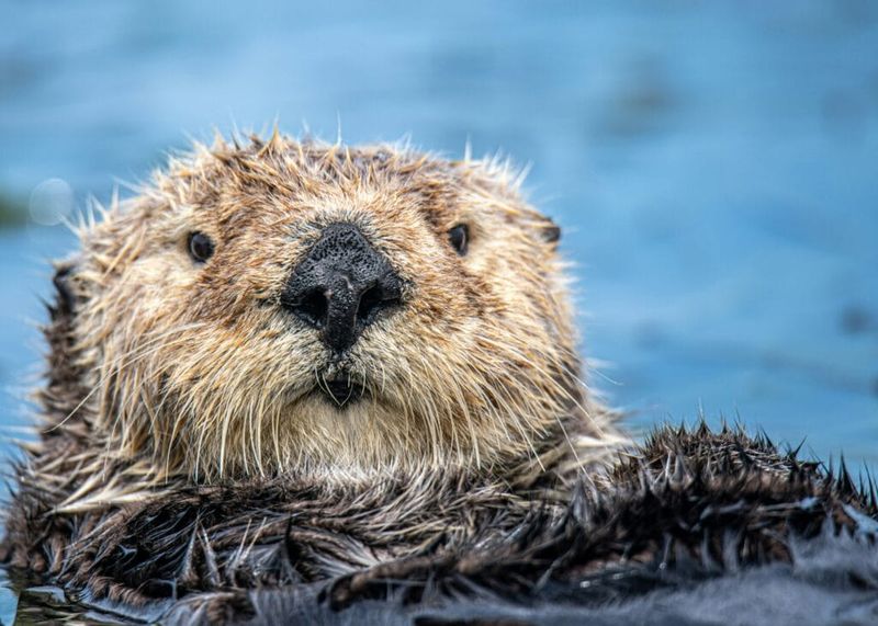 Otter: Playful Spirit