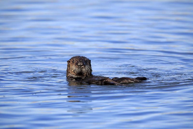 Otter