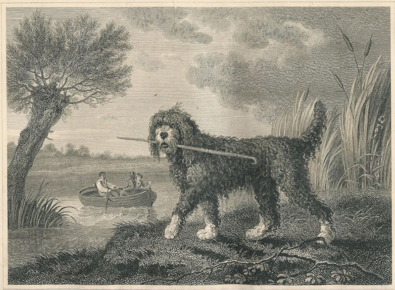Otterhound