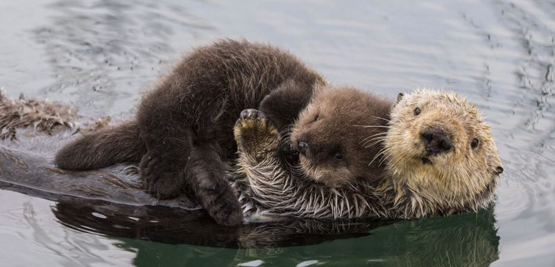 Otters