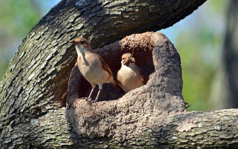 Ovenbird