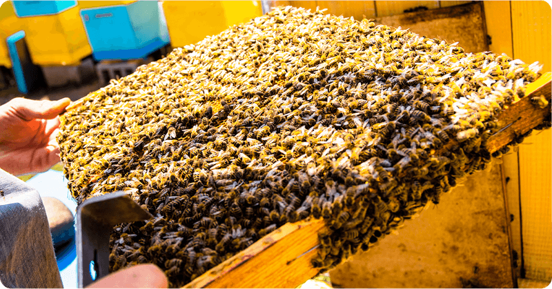 Overcrowding the Hive