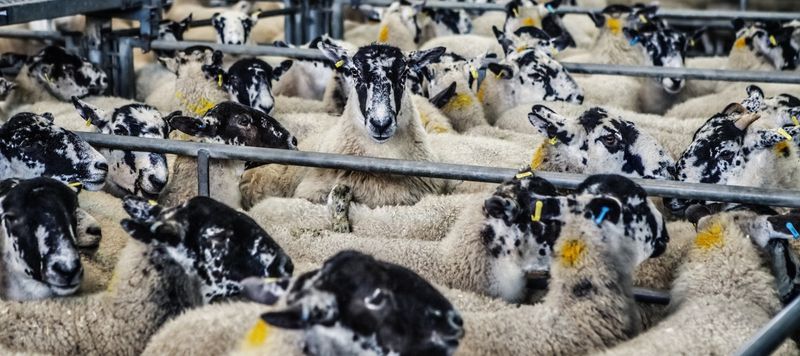 Overcrowding