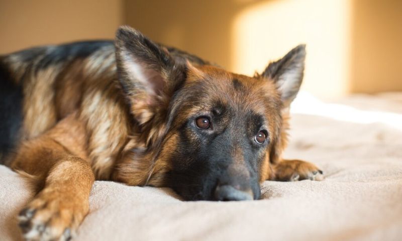Overestimating Pet's Resilience