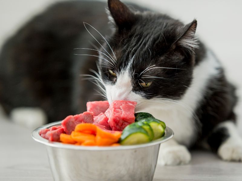 Overfeeding and Lack of Portion Control