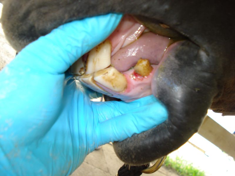 Overgrown Teeth