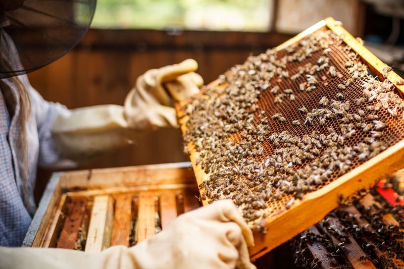 Overharvesting Honey